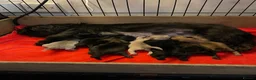 Shih Tzu dogs for sale: imperial karishishi dobie shih tzu in Nottingham - Advert 1