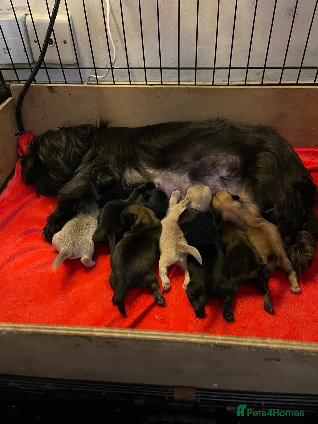 Shih Tzu dogs for sale: imperial karishishi dobie shih tzu in Nottingham - Advert 1