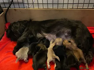 Shih Tzu dogs imperial karishishi dobie shih tzu - Advert 13