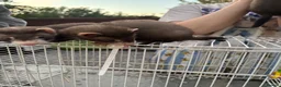 Ferret rodents for sale: Ferret kits  - Advert 8