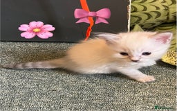 Mixed Breed cats for sale: Kittens for sale!  - Image 12