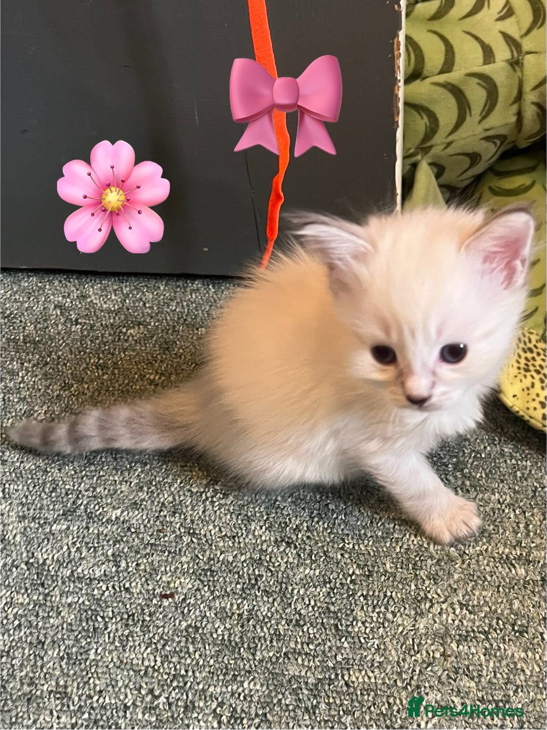 Mixed Breed cats for sale: Kittens for sale!  - Image 12