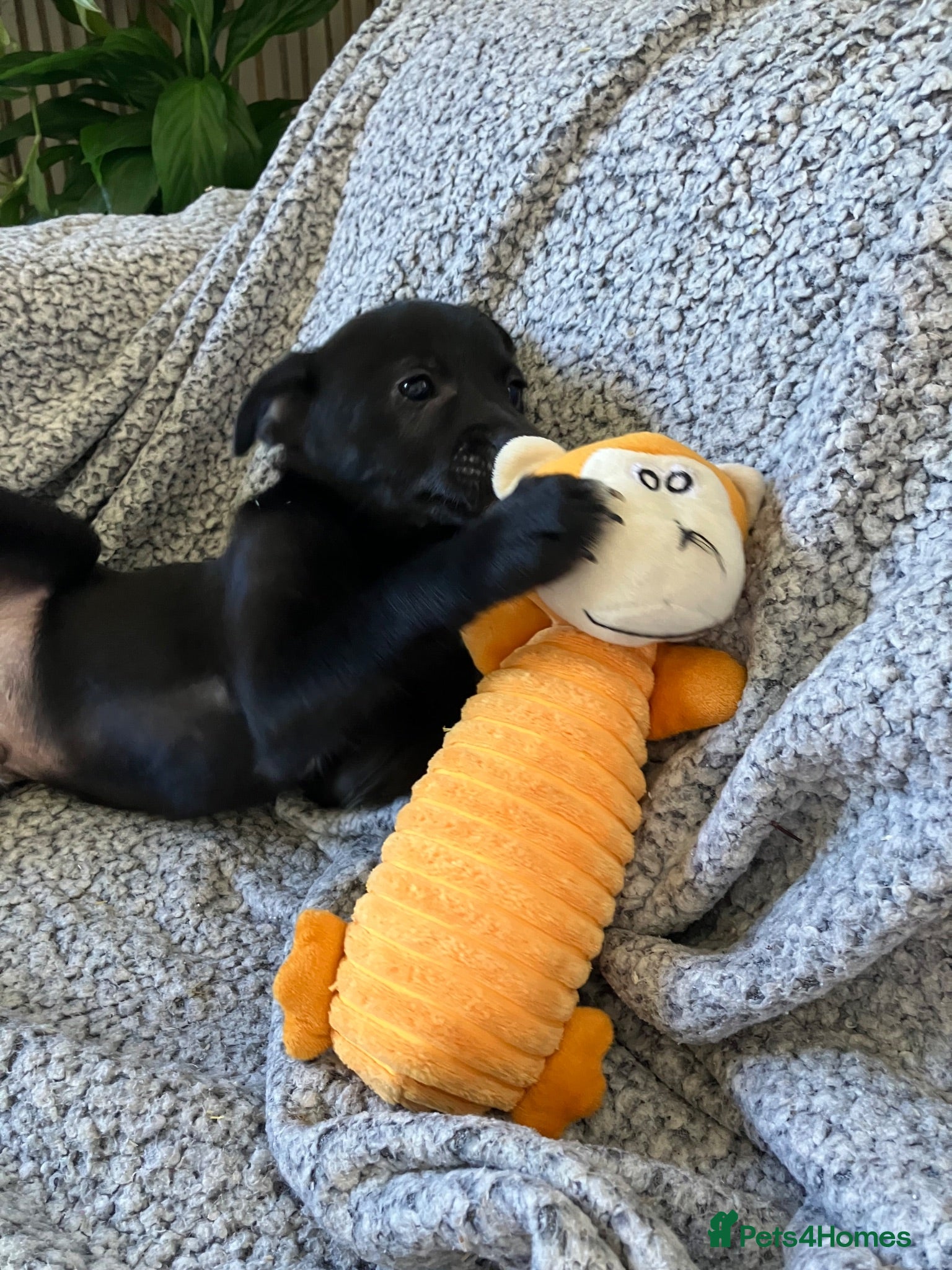 Mixed Breed dogs Jack x Pom puppies  - Advert 13