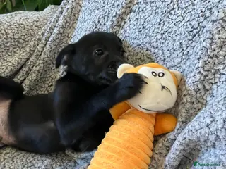 Mixed Breed dogs Jack x Pom puppies - Advert 13