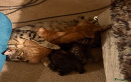 Mixed Breed cats for sale: Female young tabby cat!! Mixed breed - Image 2