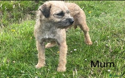 Border Terrier dogs for sale: Border Terrier Pups ready to go vet checked  in Bradford - Image 15