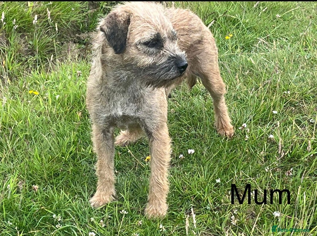 Border Terrier dogs for sale: Border Terrier Pups ready to go vet checked  in Bradford - Image 15