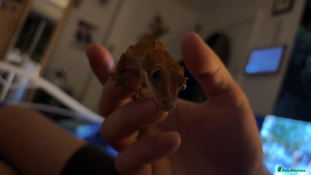 Gecko reptiles for sale: Gorgeous Female Crested Gecko - Image 2