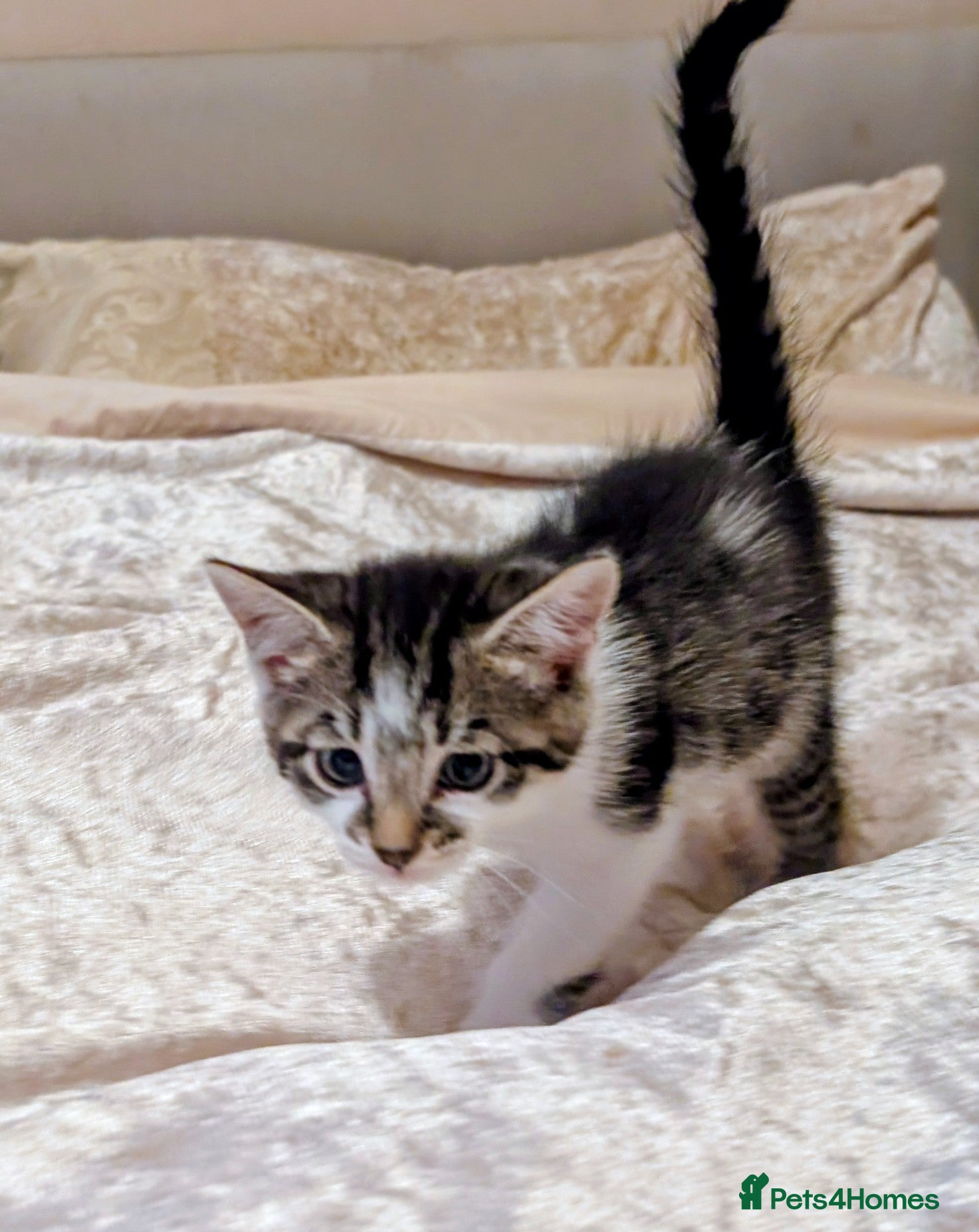 Mixed Breed cats Rainbow litter of kittens - part BSH - Advert 2