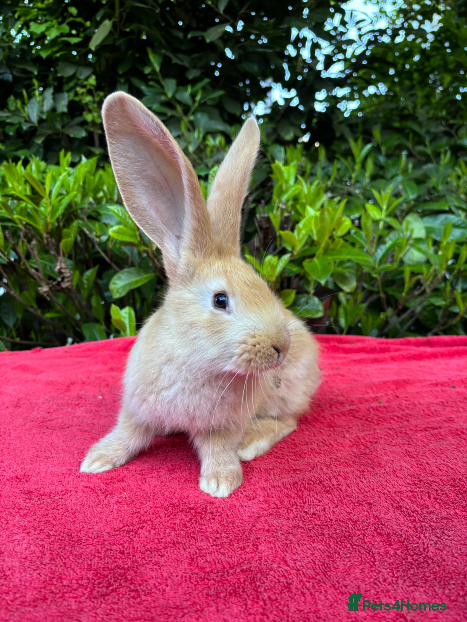 Continental Giant rabbits Vaccinated Continental Giant Rabbits - Advert 2