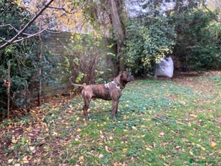 American Bulldog dogs A loving home needed for an American Bulldog. - Advert 4