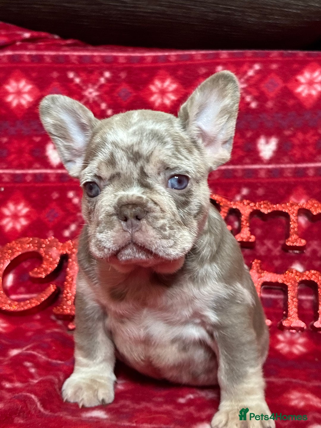 French Bulldog dogs for sale: Unique French bulldog pups  - Advert 10