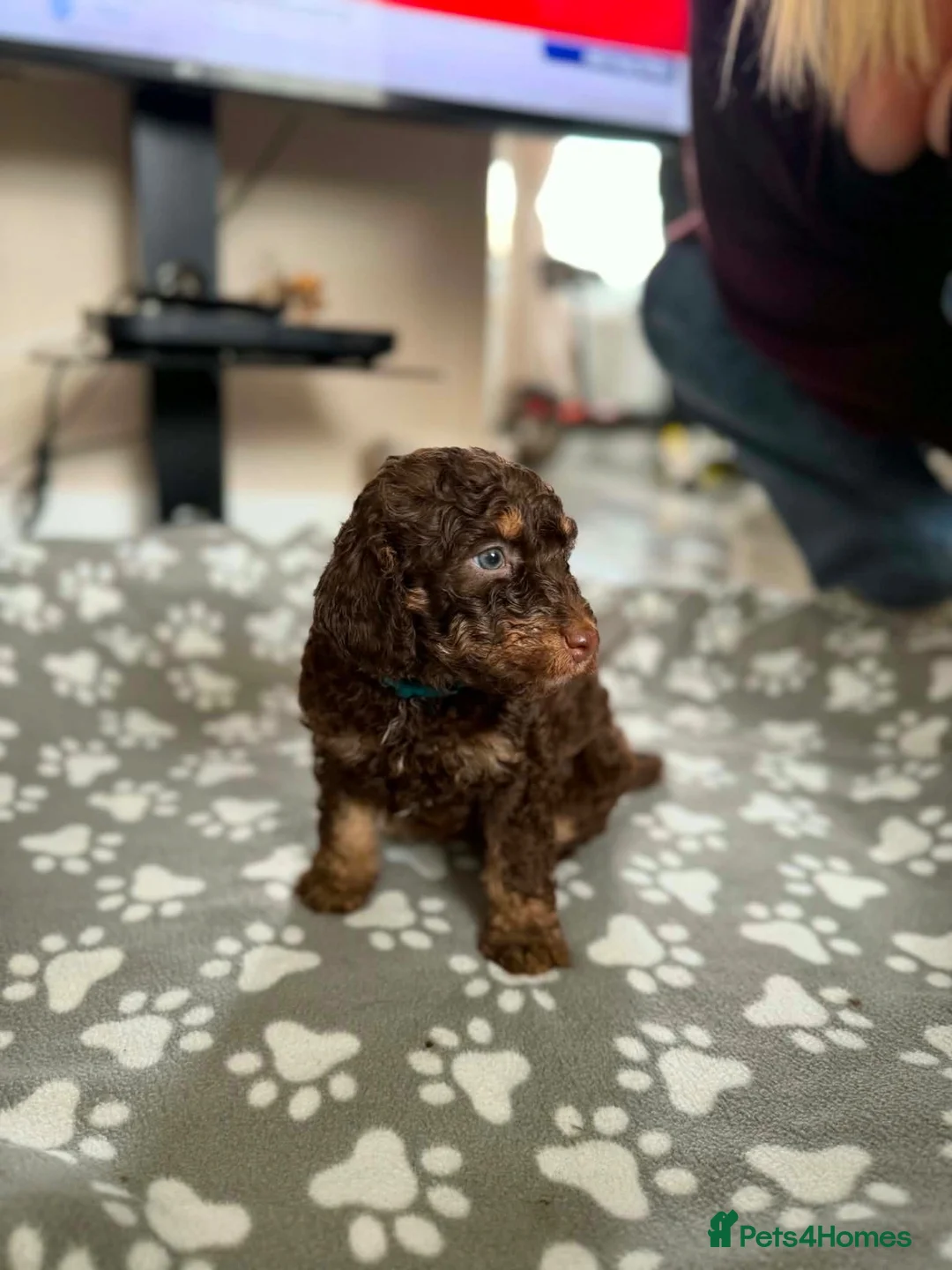 Sproodle dogs for sale: Sproodle pupoy in Stevenston - Advert 2