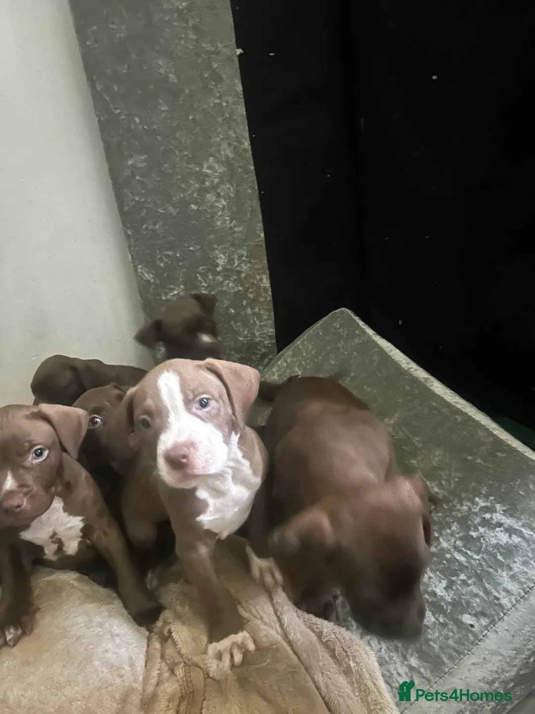 American Bully dogs for sale: Lil blessings  - Advert 6