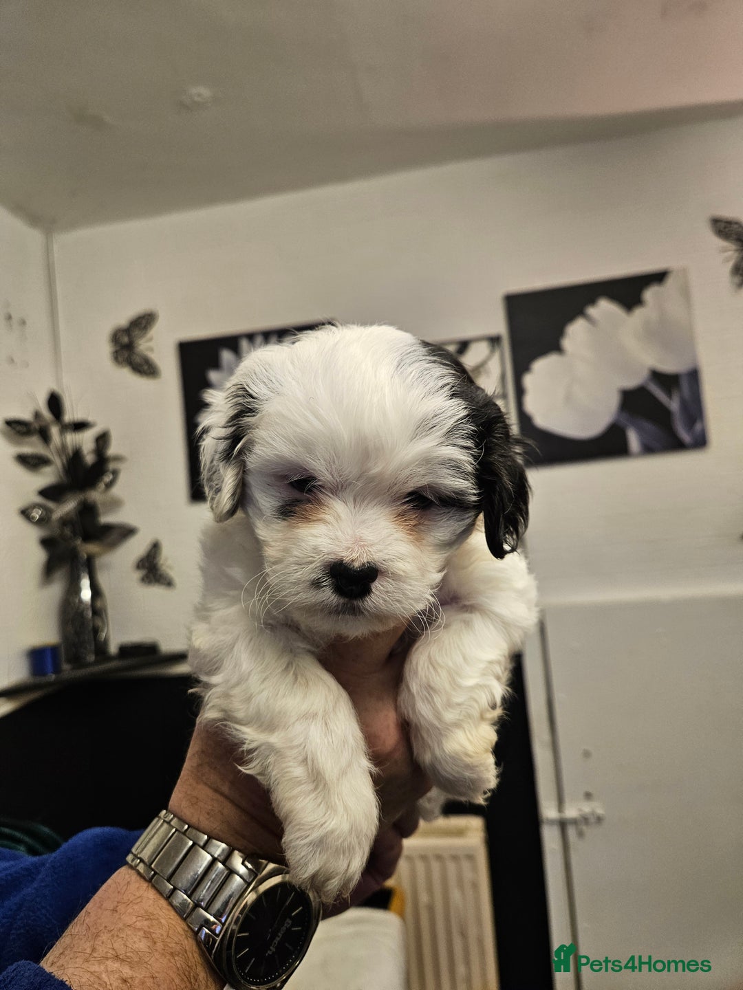 Mixed Breed dogs for sale: Jackallhapso - Advert 10