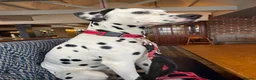Dalmatian dogs for stud: For stud - KC Register handsome boy Pedigree   - Advert 5