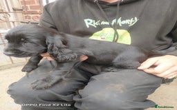 Cocker Spaniel dogs for sale: Working Cocker Spaniel Puppies For Sale - Image 14