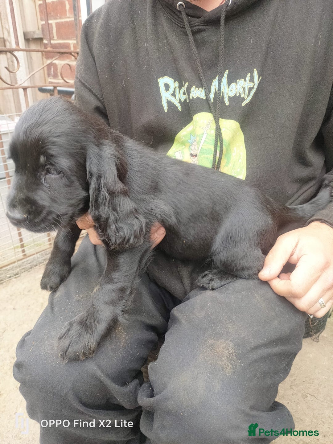 Cocker Spaniel dogs for sale: Working Cocker Spaniel Puppies For Sale - Image 14
