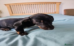 Dachshund dogs for sale: Pure bred perfect dachshund puppies - Image 8