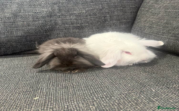 Mini Lion Lop rabbits - Advert 2