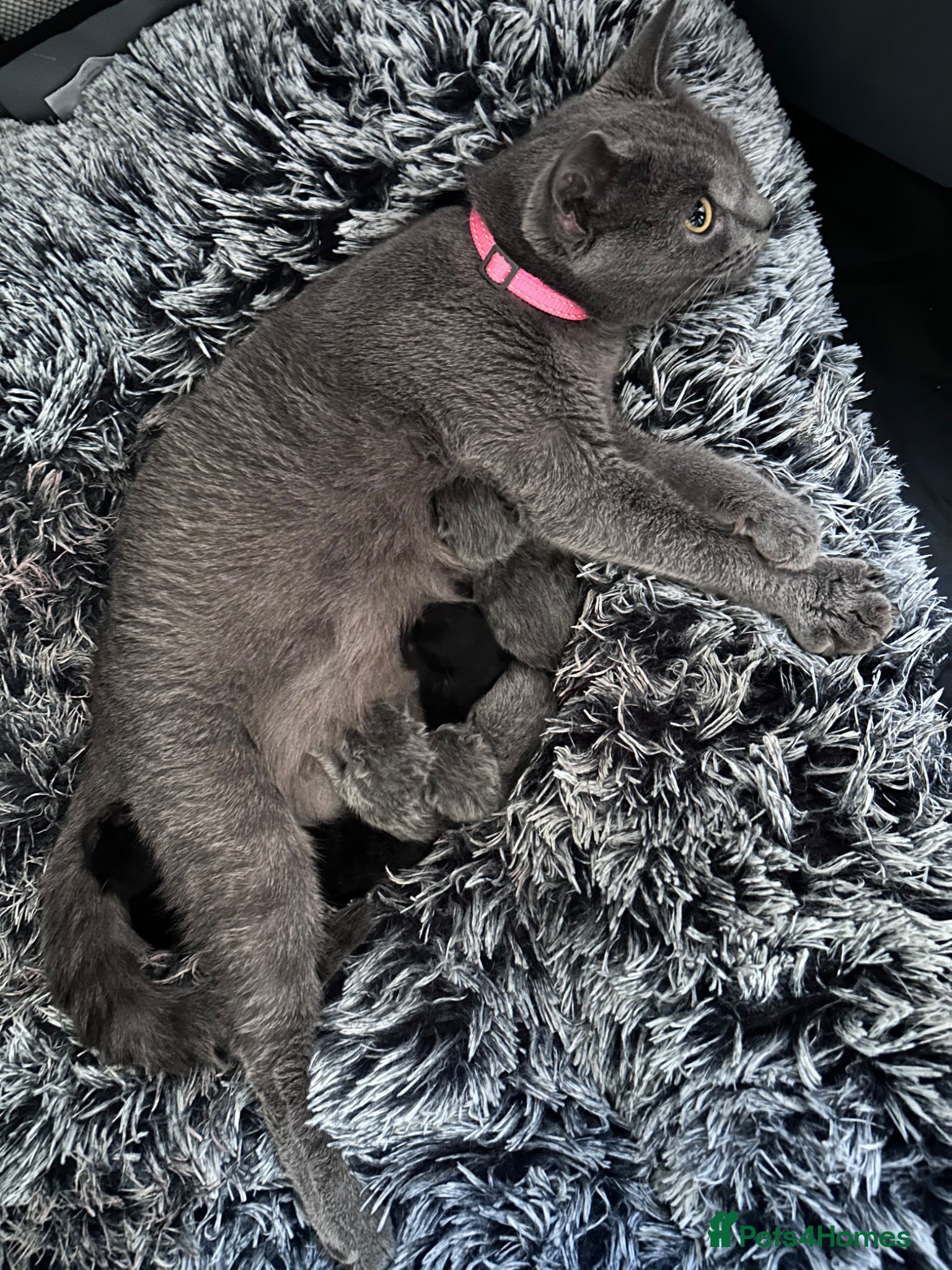 British Shorthair cats for sale: 5 British shorthair kittens  - Advert 31