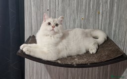 British Shorthair cats for sale: Pedigree British shorthair boy, Champion parents.  - Image 34