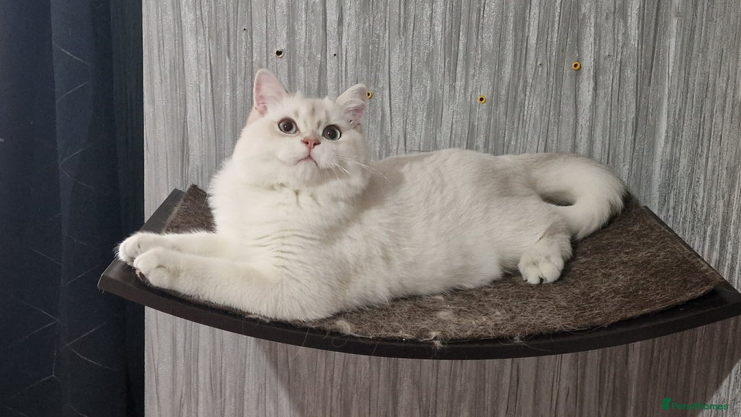 British Shorthair cats for sale: Pedigree British shorthair boy, Champion parents.  - Image 34
