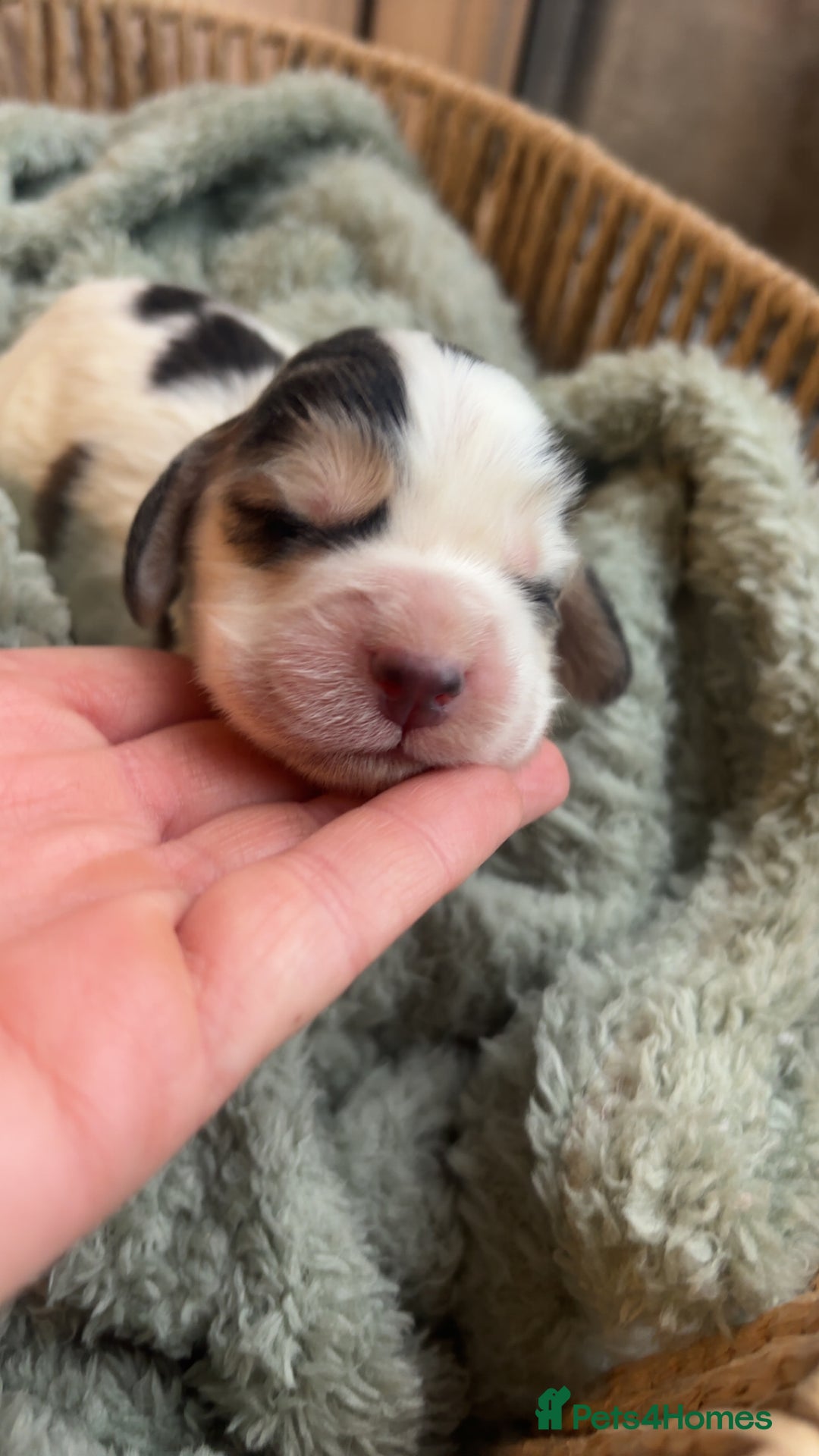 Cocker Spaniel dogs for sale: 100% sable show cockers  - Advert 7