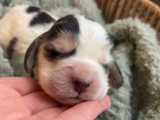 Cocker Spaniel dogs 100% sable show cockers - Advert 3