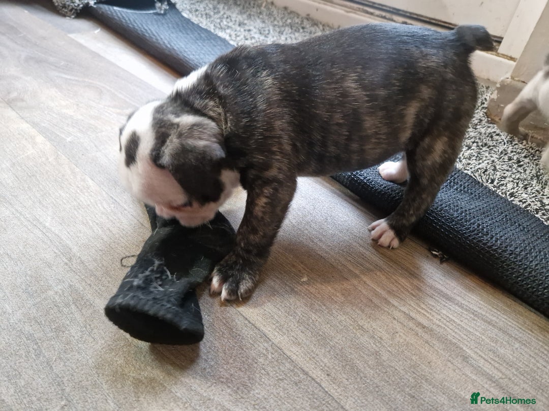 French Bulldog dogs for sale: Kc registered frenchbulldog puppies  - Advert 11