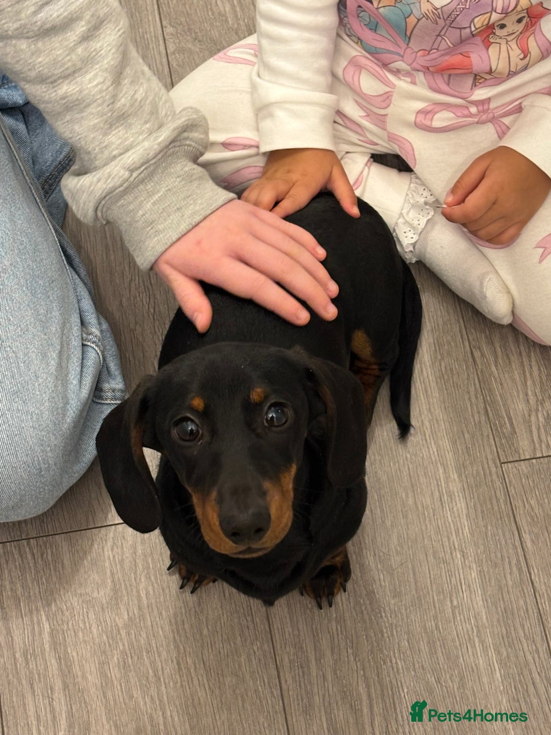 Miniature Dachshund dogs for sale: 6 Month old Miniature Dachshund  - Advert 3