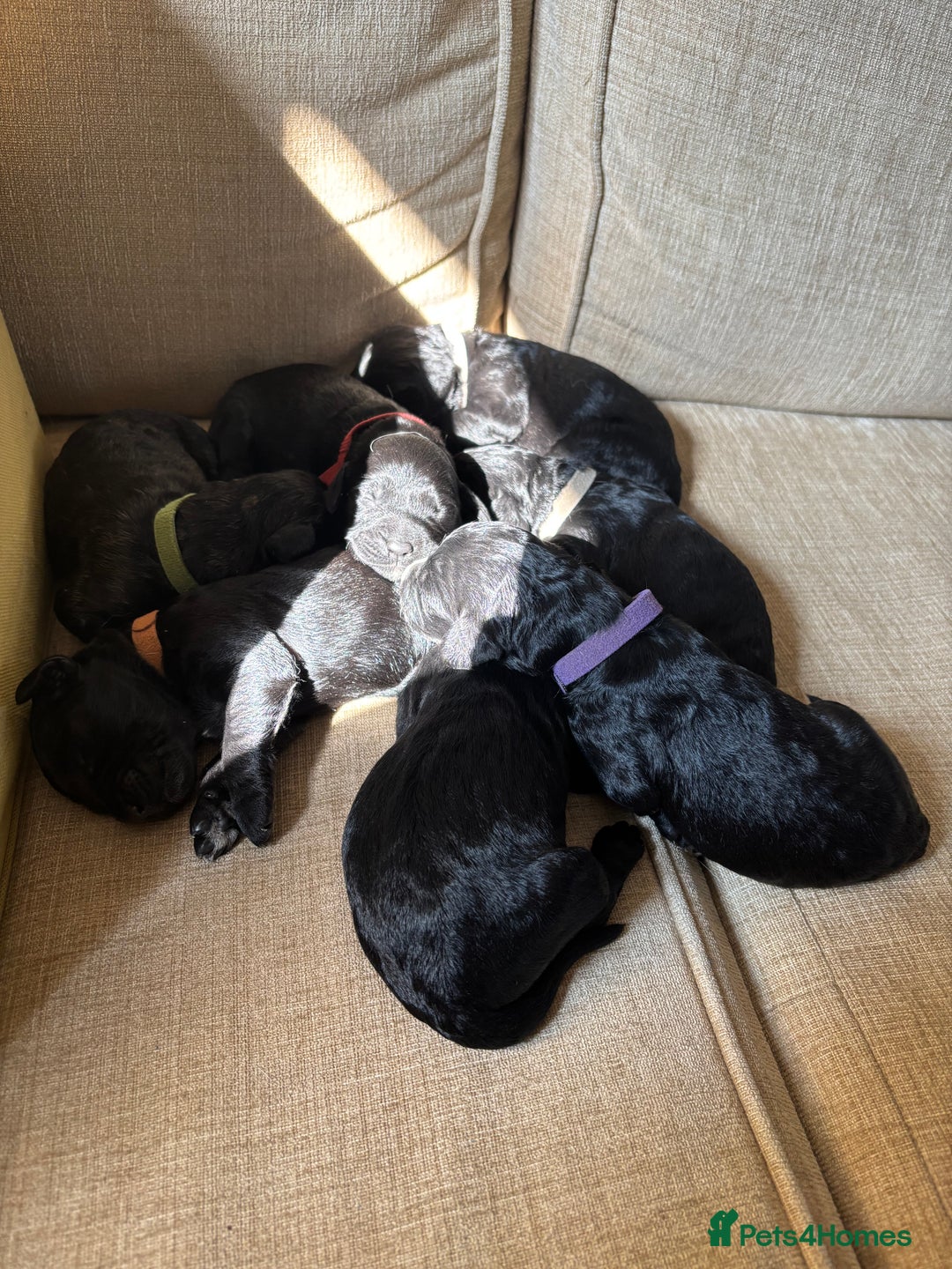 Goldendoodle dogs for sale: 12 Stunning Goldendoodles - Image 35