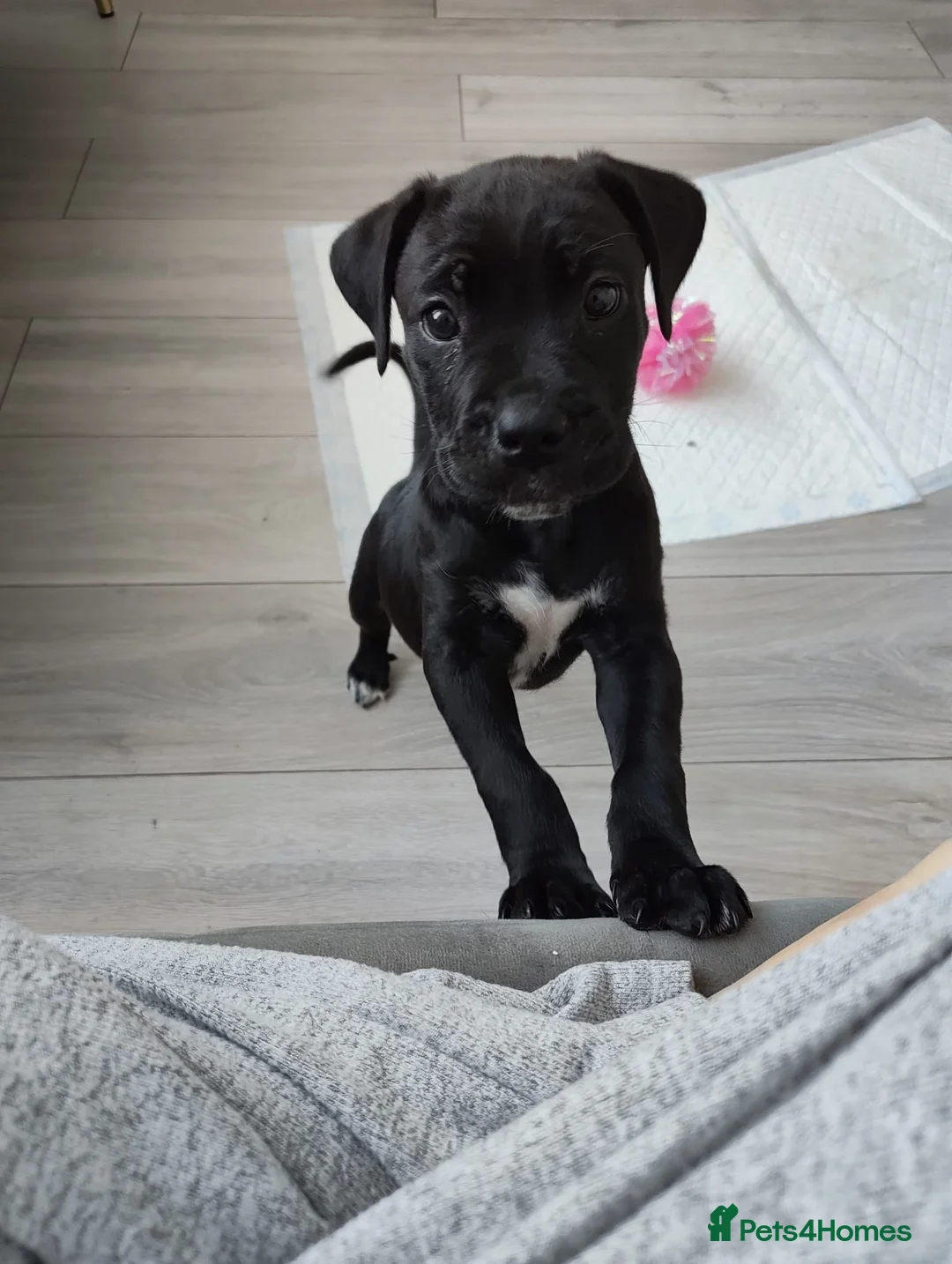 Cane Corso dogs for sale: Cane corso 10 weeks old £700  - Advert 8