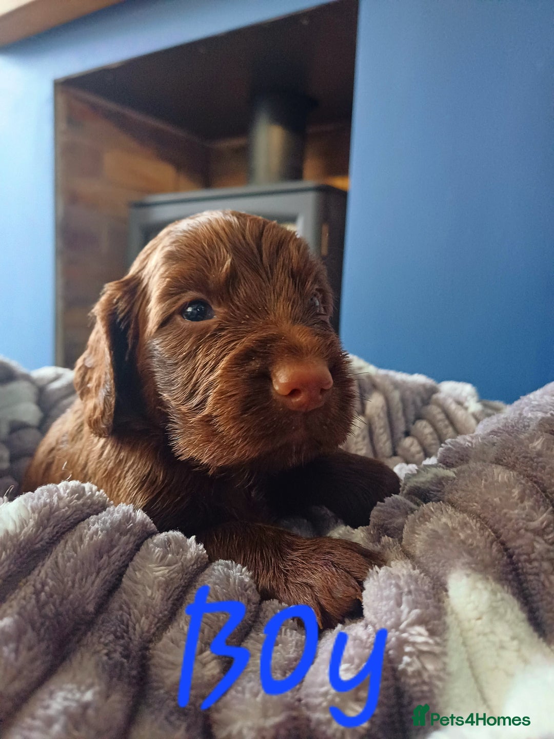 Cocker Spaniel dogs for sale: Working cocker spaniels 4 weeks old - Image 9
