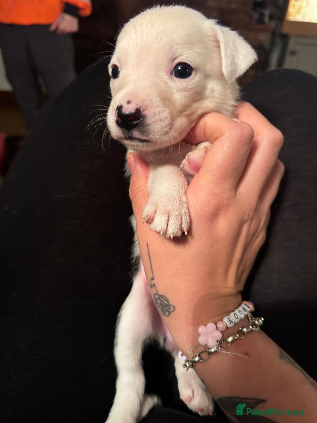 Mixed Breed dogs for sale: Pups for sale  - Advert 25