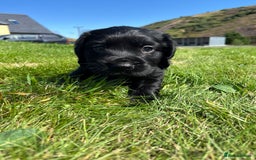 Cocker Spaniel dogs for sale: KC reg Working Cocker Spaniel Pups - Image 2