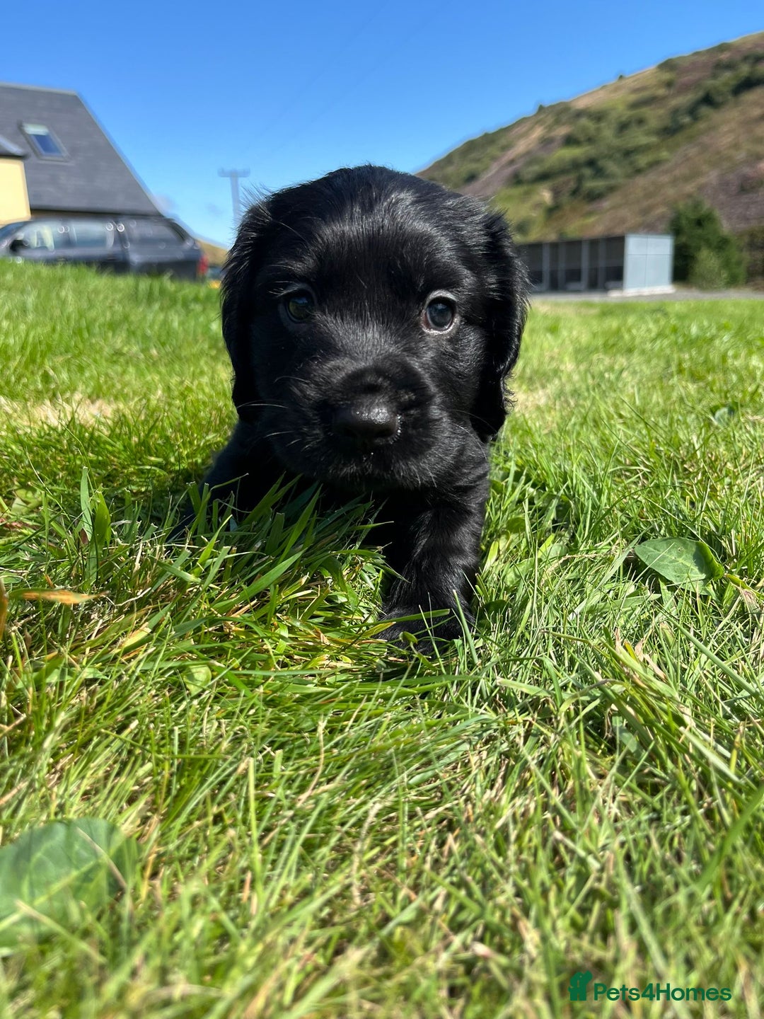 Cocker Spaniel dogs for sale: KC reg Working Cocker Spaniel Pups - Image 2