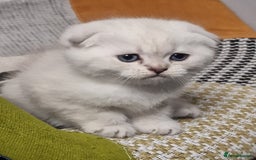 Scottish Fold cats for sale: Scottish Fold Kittens. Vaccinated, Last one left! - Image 6
