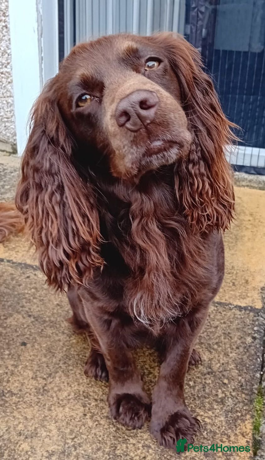 Cocker Spaniel dogs Stunning KC Working cocker spaniels 25+FTCH(5 GEN) - Advert 1