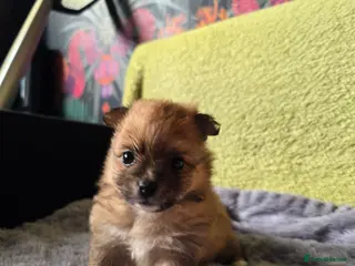 Pomchi dogs Beautiful Pomchi Puppy's ❤️ - Advert 7