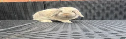 Mini Lop rabbits for sale: Blue harli female pure bred mini lop  - Advert 3