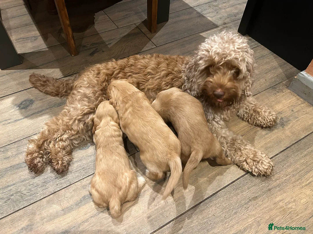 Cockapoo dogs for sale: Cockapoo puppy red male - Advert 2