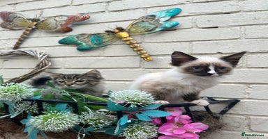 Ragdoll cats - Advert 2