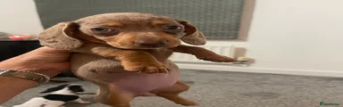 Dachshund 5 Nelly