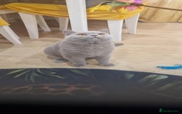 British Shorthair cats for stud: Amasing British Shorthair Lilac for stud - Image 6