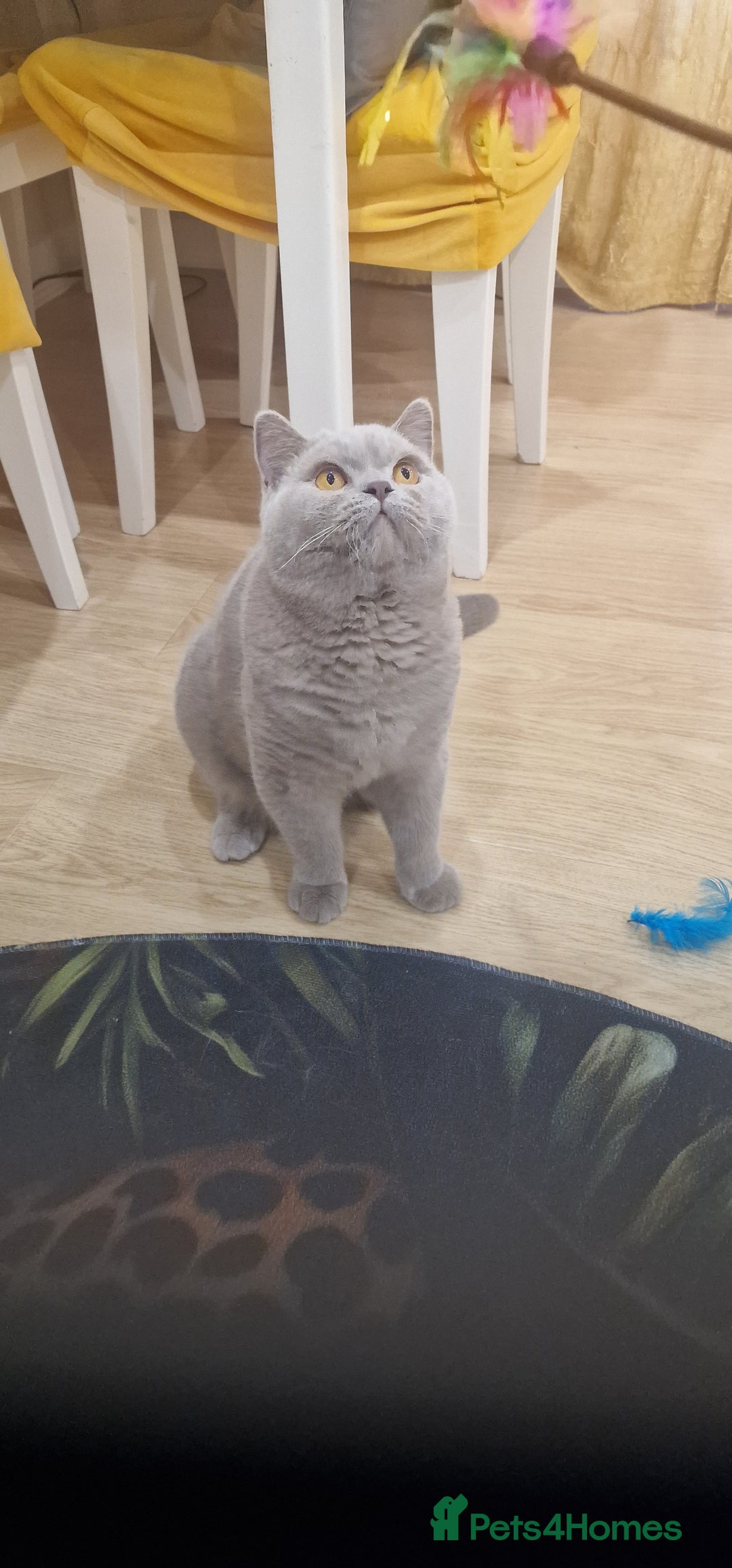British Shorthair cats for stud: Amasing British Shorthair Lilac for stud - Image 6