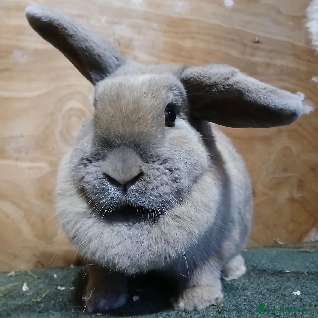 Mini Lop rabbits for sale: Female sandy/grey colour Mini Lop - 2 1/2yrs old.  - Advert 6