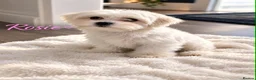 Maltese dogs for sale: Mini Maltese puppies for sale - Advert 3