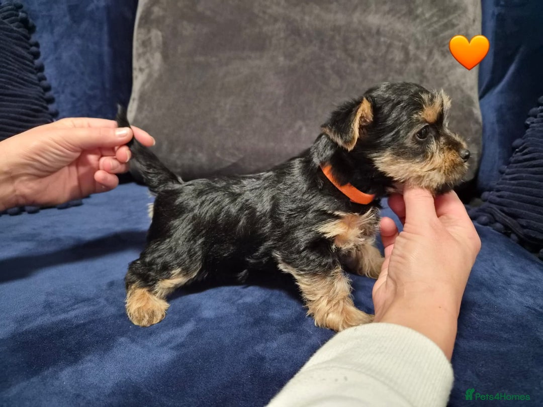 Yorkshire Terrier dogs for sale: Yorkshire terrier puppies (3 girls) - Image 15