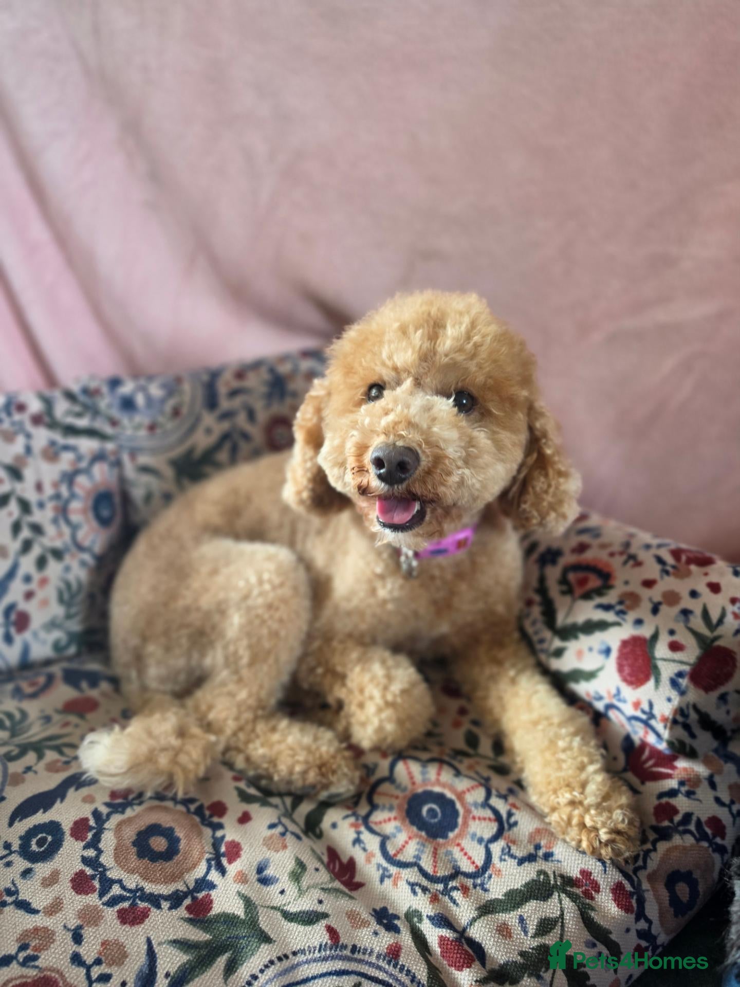 Miniature Poodle dogs 💛❤️ Miniature Poodle Puppies Due 19/10/26 💛❤️ - Advert 5